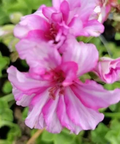 Pink Ivy Geranium Live Starter Plant 4-inch Nursery Pot