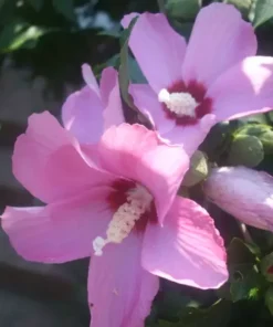 Rose of Sharon Hibiscus Seed Mix - 90+ Seeds - White, Red, Pink Variety