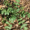 Arugula Seeds for Planting - 500 Seeds - Fast Growing Salad Greens