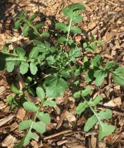 Arugula Seeds for Planting - 500 Seeds - Fast Growing Salad Greens