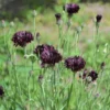 Black Cornflower Plant 3" Pot Dark Burgundy Flowers