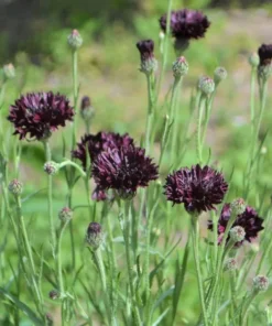 Black Cornflower Plant 3" Pot Dark Burgundy Flowers