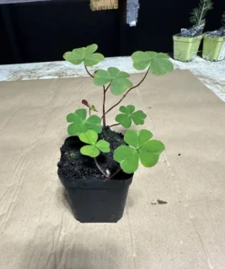 Shamrock Plant Live Green Oxalis - 4 Inch Pot - Lucky Indoor Plant