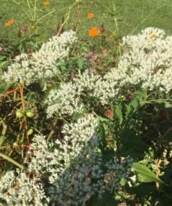 Boneset Seeds - Eupatorium perfoliatum - Freshly Harvested
