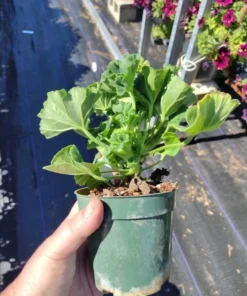 GERANIUM Tango Strawberry Ice Plant - 4