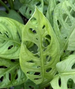 Monstera Adansonii Swiss Cheese Plant Live Plant 4 Inch Pot
