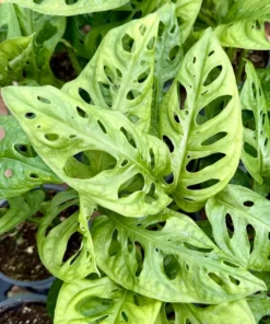 Monstera Adansonii Swiss Cheese Plant Live Plant 4 Inch Pot