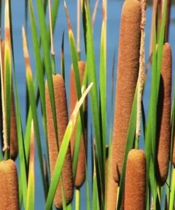 Common Cattail Seeds - 500 Typha latifolia Seeds - Fresh 2025 Harvest