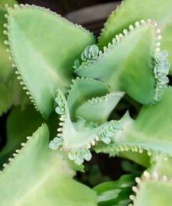 Mother of Thousands Plant - Kalanchoe Daigremontiana - Live Plant - 2/4" Pot - Easy Care