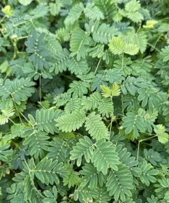 Sensitive Plant Mimosa Pudica Touch-Me-Not Live Plant 4 Inch Pot