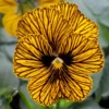 Tiger Eye Pansy Plants Set - Live Flower Plants 2-4 Inches