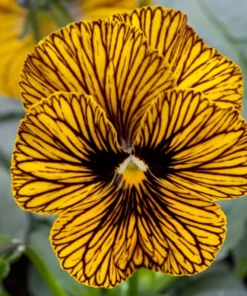 Tiger Eye Pansy Plants Set - Live Flower Plants 2-4 Inches