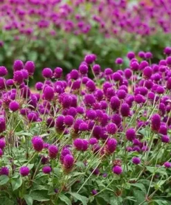 Purple Gomphrena Globosa Globe Amaranth Seeds - 50 Count