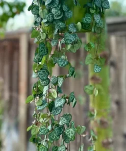 String of Hearts Plant - Ceropegia Woodii Succulent 6" Hanging Pot