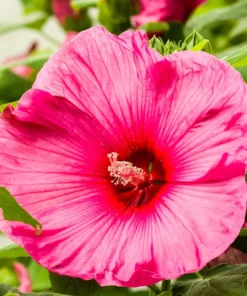 Hibiscus Luna Rose Starter Plant 6-8 inch Live Hardy Hibiscus