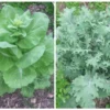 Napa Michihili Cabbage & Russian Red Kale Seeds - 200 Seed Pack