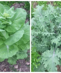 Napa Michihili Cabbage & Russian Red Kale Seeds - 200 Seed Pack