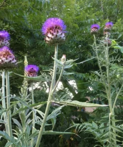 Cardoon Seeds - Artichoke Thistle Seeds - 20+ Seeds - Free Shipping