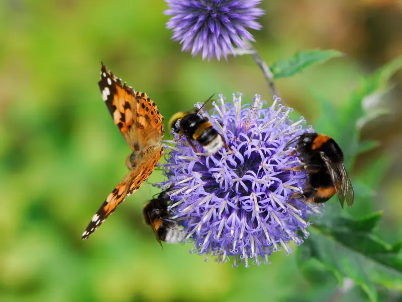 Everything about Gardening Jobs for April You’ll Ever Need