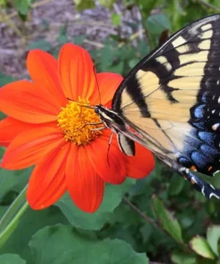 Mexican Sunflower Seeds Tithonia - 40+ Seeds - Crop of 2025