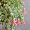 Cotyledon Pendens Trailing Succulent Live Plant Pink Accent