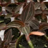 Live Jewel Orchid Plant - Ludisia Discolor 3" Pot Striking Veined Leaves Exotic Houseplant