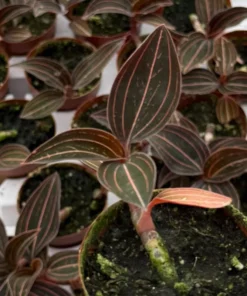 Live Jewel Orchid Plant - Ludisia Discolor 3" Pot Striking Veined Leaves Exotic Houseplant