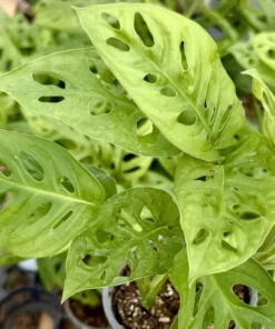 Monstera Adansonii Swiss Cheese Plant Live Plant 4 Inch Pot