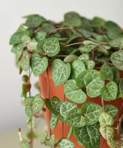 String of Hearts Plant - Ceropegia Woodii Succulent 6