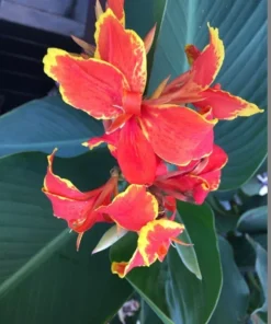 Canna Lily Seeds - Mixed Colors, Red, Yellow, Pink - 20 Seeds