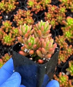 Sedum Rubrotinctum Aurora Live Succulent Plants 2" Pot Jelly Beans