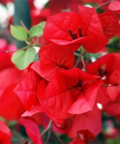 Bougainvillea Jamaican Red Starter Plant - 4in Size - Vibrant Red Blooms