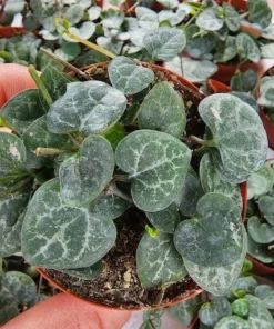 String of Hearts Plant - Ceropegia Woodii Succulent 6