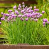 Chives Herb Plant 4in Starter Size Easy to Grow Fresh