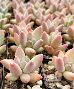 Pachyphytum Compactum Rose Plant - Little Jewel Pink Succulent 2" Pot