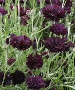 Black Cornflower Plant 3