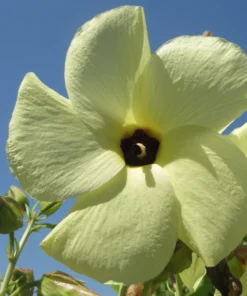 Abelmoschus Manihot Seeds - Yellow Hibiscus, 2025 Crop