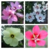 Hibiscus Seeds Mix: Texas Star, Rose of Sharon, Abelmoschus manihot, 100 Seeds