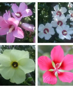 Hibiscus Seeds Mix: Texas Star, Rose of Sharon, Abelmoschus manihot, 100 Seeds