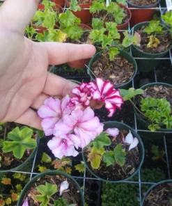 Pink Ivy Geranium Live Starter Plant 4-inch Nursery Pot