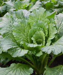 Napa Michihili Chinese Cabbage Seeds - 200 Seeds - Vegetable Seeds