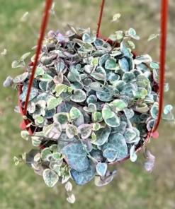 Variegated String of Hearts Succulent - 4 or 6 Inch Potted Plant
