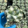 Agave Isthmensis 'Hoji Raijin' Succulent - Rare Variegated Agave - 4 Inch Pot