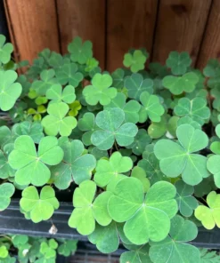 Shamrock Plant Live Green Oxalis - 4 Inch Pot - Lucky Indoor Plant