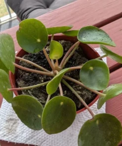 Live Chinese Money Plant Pilea Peperomioides 4-inch Potted Indoor Plant