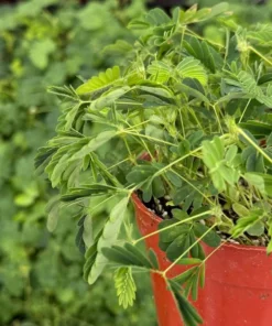 Sensitive Plant Mimosa Pudica Touch-Me-Not Live Plant 4 Inch Pot