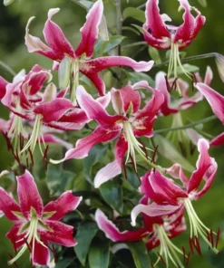 Black Beauty Lilium Bulbs - Raspberry Maroon Oriental Lily Flower Bulbs