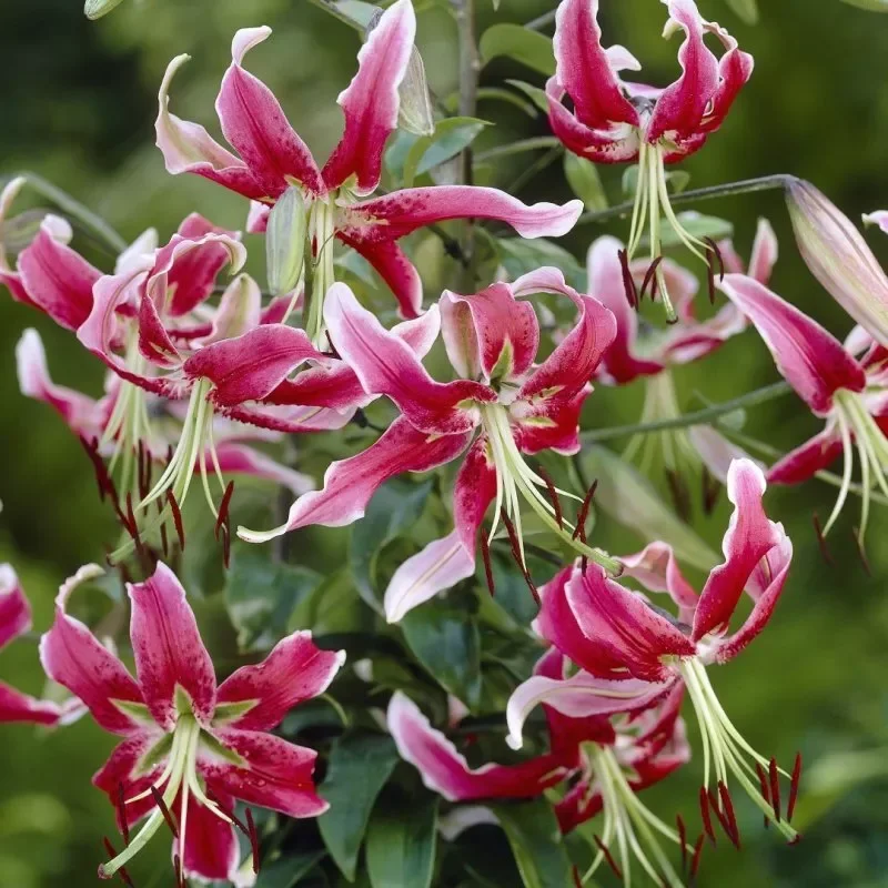 Black Beauty Lilium Bulbs - Raspberry Maroon Oriental Lily Flower Bulbs