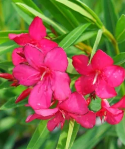 Pink Oleander Plant - Live Plant - 4-6 Inch Tall - Garden Ready