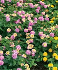 Lantana Pink Plant Set - Two 4-inch Pots - Outdoor Live Plants